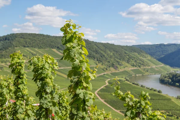 Виноградники вдоль реки Мозель в Германии — стоковое фото