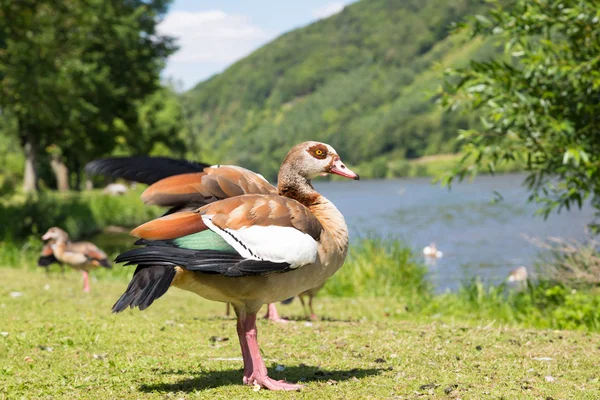 Nehir boyunca çim ördekler — Stok fotoğraf