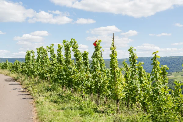 Winnice wzdłuż brzegu Mozeli w Niemczech — Zdjęcie stockowe