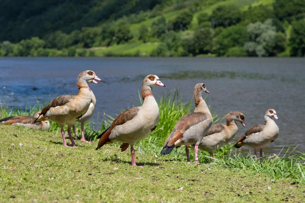 Nehir boyunca çim ördekler — Stok fotoğraf