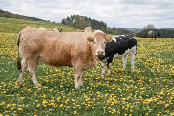 Krowy w polu dandeions — Zdjęcie stockowe