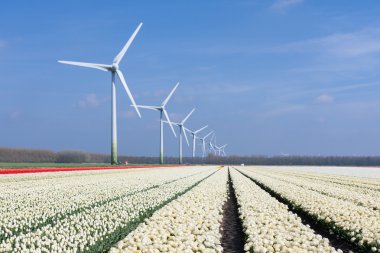 Dutch wind turbines behind a field of white tulips clipart