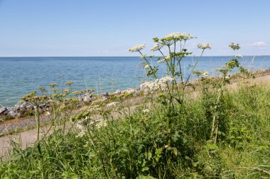 Dutch coast with achillea blooming at the dike clipart