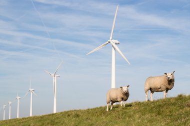 Windmill and sheep in the Netherlands clipart