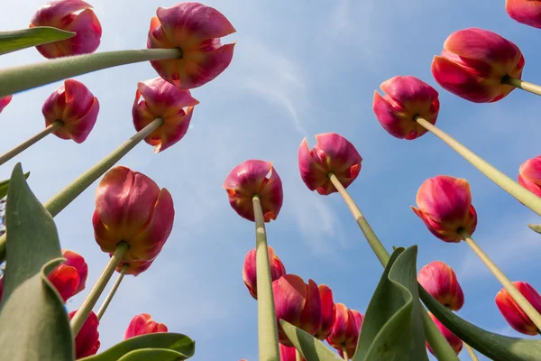 Vackra röda tulpaner ser att den blå himlen — Stockfoto