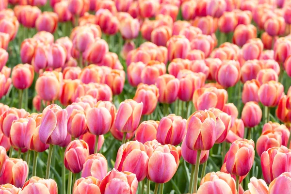 Fältet lila tulpaner i Nederländerna — Stockfoto