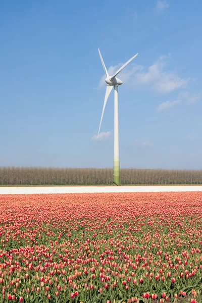 Nederländska vindkraftverk bakom ett fält av Röda tulpaner — Stockfoto