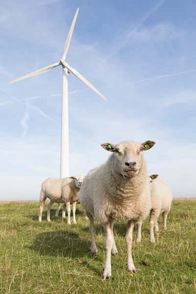 Windmill and sheep in the Netherlands — Stock Photo, Image