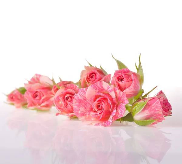 Ramo de hermosas rosas sobre fondo blanco de cerca — Foto de Stock