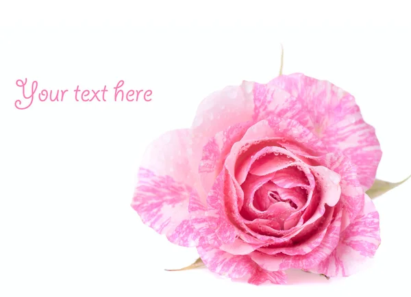 Ярко-розовая роза с каплями воды — стоковое фото