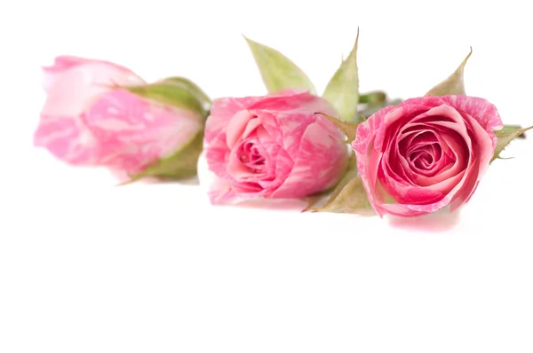 Ramo de hermosas rosas sobre fondo blanco — Foto de Stock