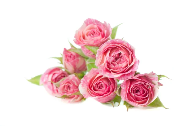 Букет красивых роз на белом фоне — стоковое фото