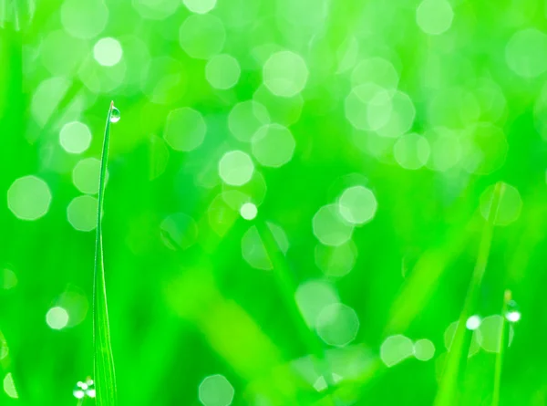 Naturlig grön bakgrund med selektivt fokus — Stockfoto