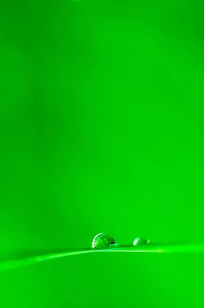 Natural green background with selective focus — Stock Photo, Image