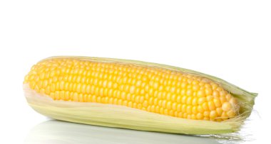 Ear of corn isolated on white clipart