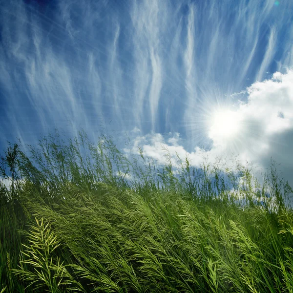 Grama verde e céu azul — Fotografia de Stock