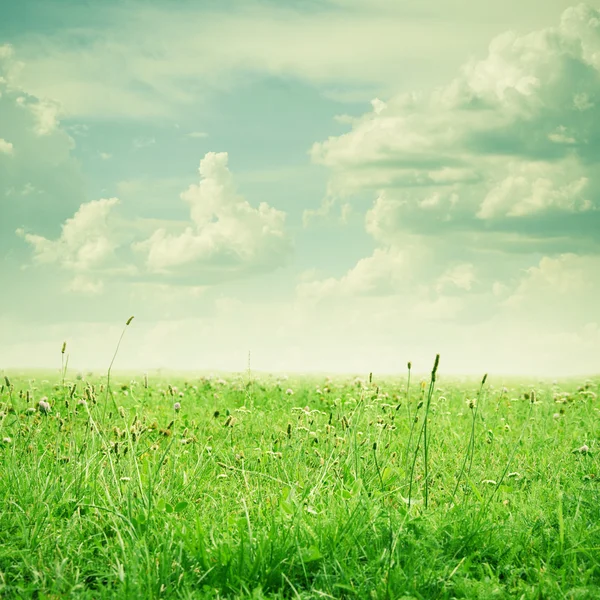 Grønn mark og blå himmel – stockfoto
