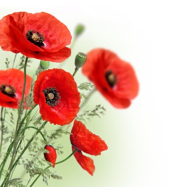 Poppies flowers border clipart