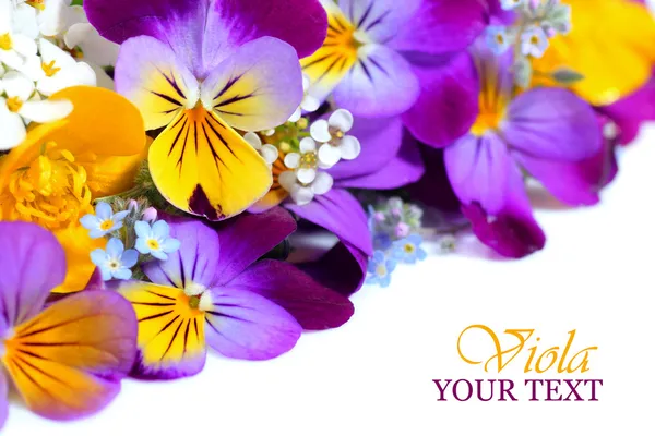Viola flores fronteira — Fotografia de Stock