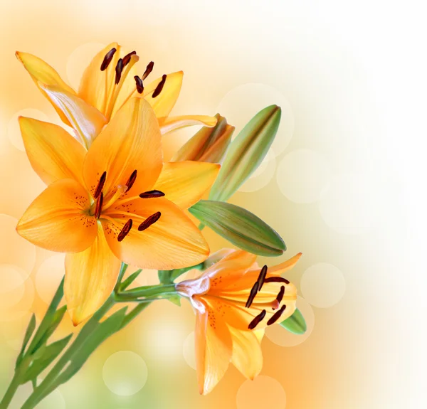 Lily bloemen rand of achtergrond Stockafbeelding