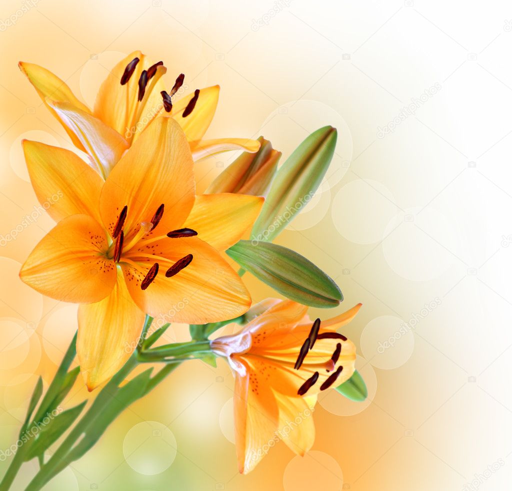 Lily flowers border or background