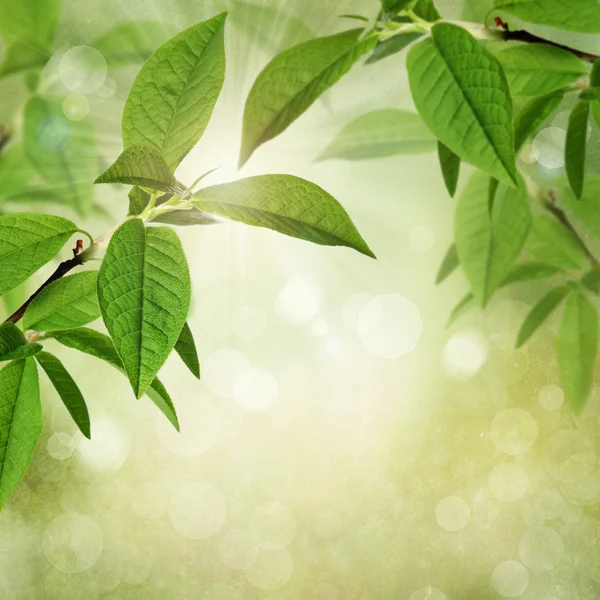 Verão ou primavera texturizado fundo com folhas verdes, bokeh e luz solar — Fotografia de Stock