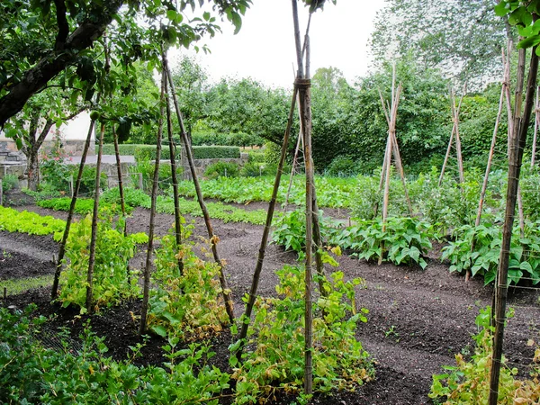 Овочевий сад Ліцензійні Стокові Фото