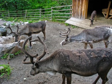 Reindeer in Skansen park clipart