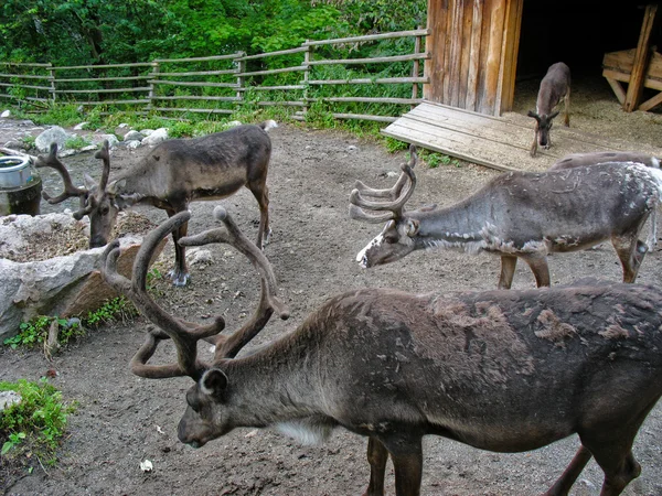 Reindeer in Skansen park — Stock Photo, Image