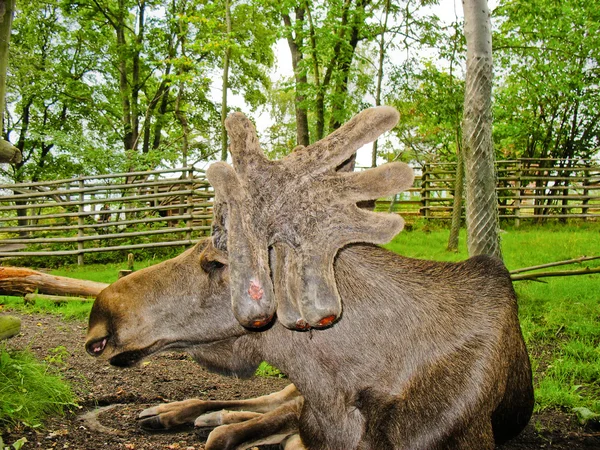 瑞典麋鹿 — 图库照片
