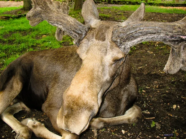 Swedish elk — Stock Photo, Image