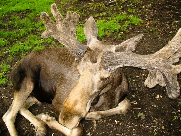 Swedish elk — Stock Photo, Image