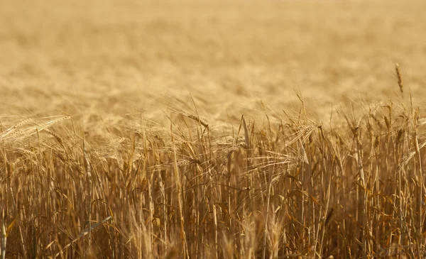 穀物のフィールド — ストック写真