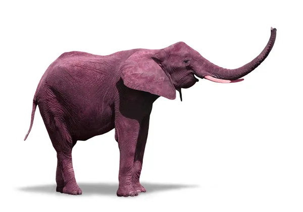 Rosafarbener Elefant Stockbild