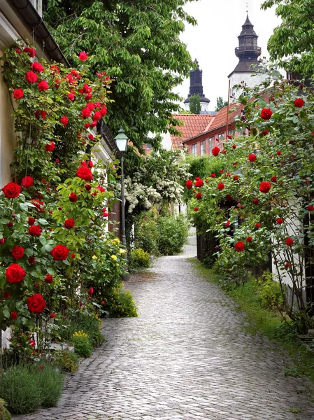 Alley de rosas — Fotografia de Stock
