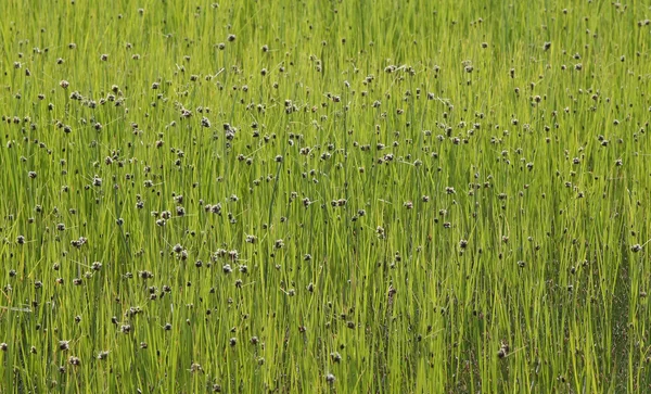 Fundo de grama verde orgânica — Fotografia de Stock