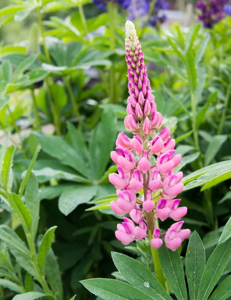 Purple Lupins Royalty Free Stock Images