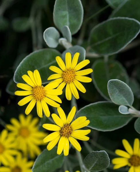 stock image Yellow daisies