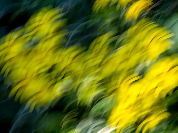 Blomma abstrakt — Stockfoto