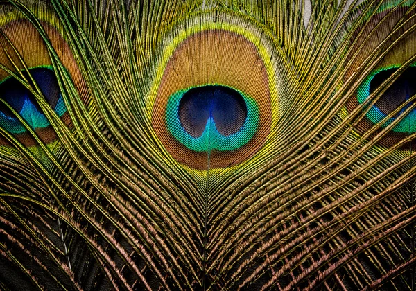 공작 깃털의 배경 — 스톡 사진