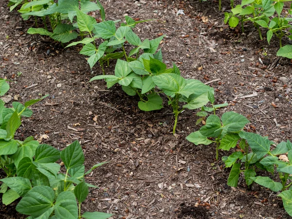 Gemüse wächst im Garten — Stockfoto