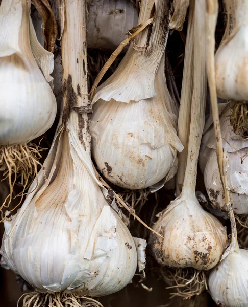 Garlic bulbs drying — Stock Photo, Image