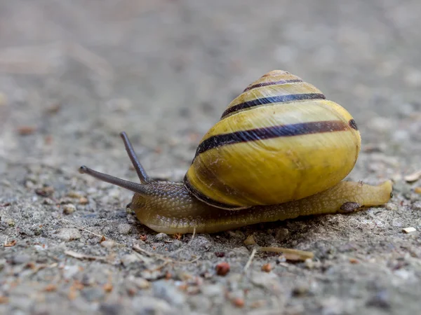 Snail on ground — Stock Photo, Image