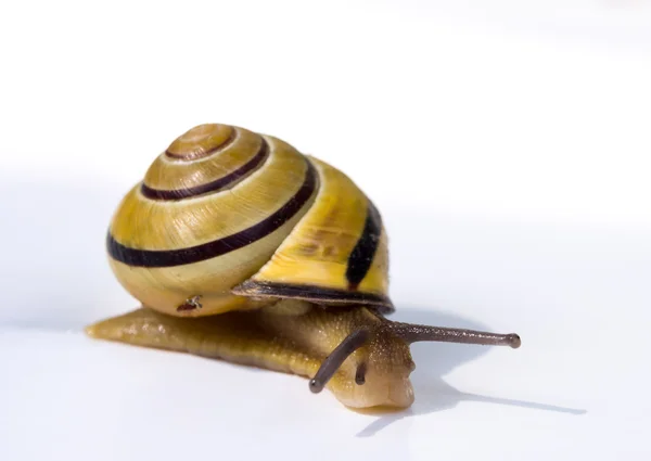 Snail on white background — Stock Photo, Image