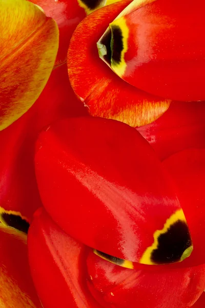 Tulip petal background — Stock Photo, Image