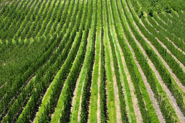 stock image Orchard