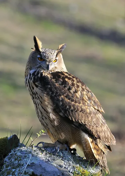 Eagle owl. — Stock fotografie