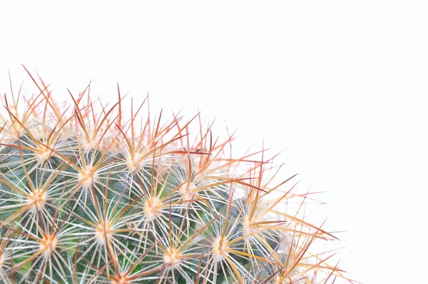 Cactus. — Foto de Stock