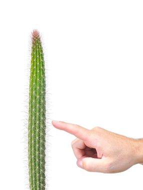 Kaktüs.