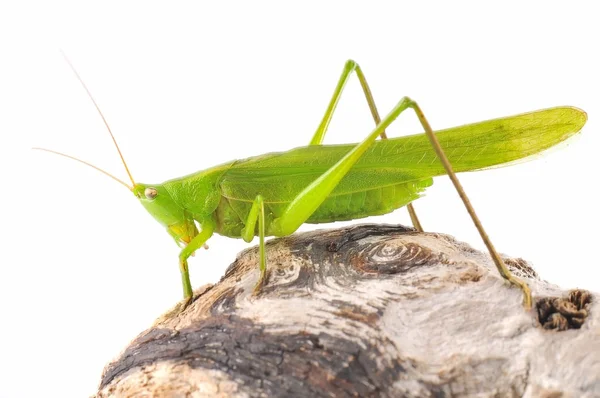 Grasshopper. — Stock Photo, Image